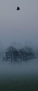 Schamanismus und Alltag- Krähe fliegt über Bäumen im Nebel