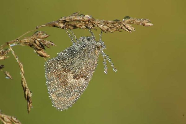 Natur-Schmetterling, schlafend an einem Halm mit Morgentau