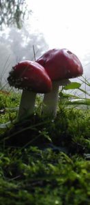 Schamane_Fliegenpilz, bekannt bei den Schamanen Sibiriens und anderswo