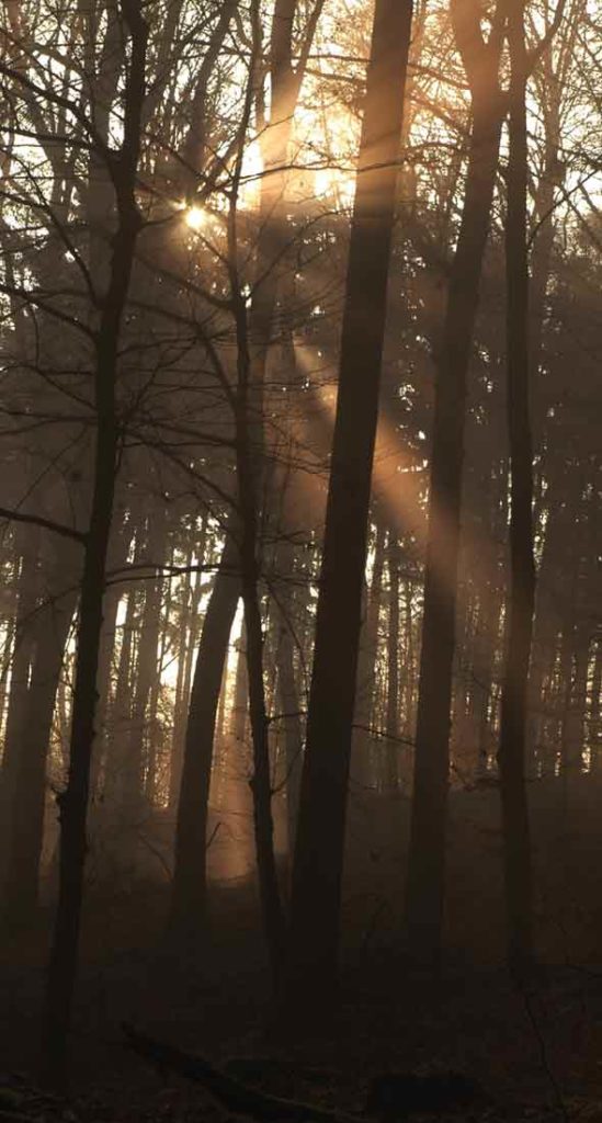 Schamanismus.org, das Unsiverum des Schamanen - Sonnenstrahlen brechen durch die Wipfel des Waldes
