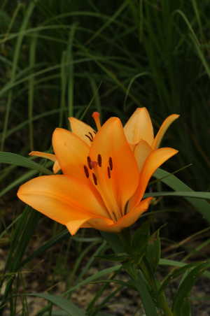 Blumengeschen bei Zeremonien, Lilie orange