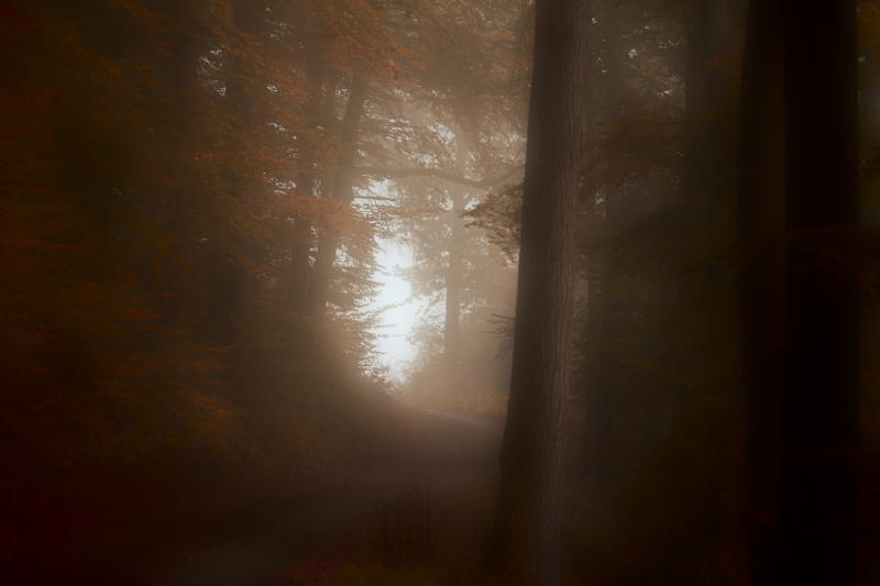 Herbstlicher Waldweg Nebel