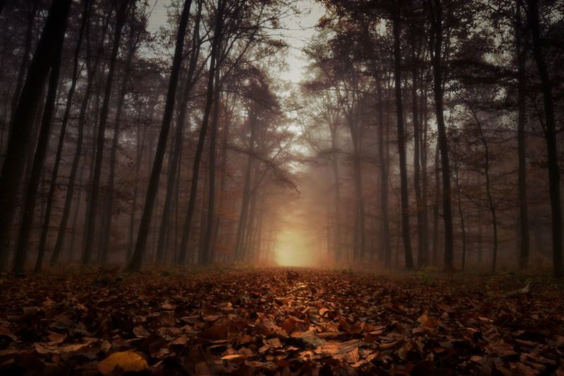Waldweg im Herbst, mit Nebel , bei Sonnenaufgang.