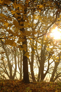 Schamanische Wege - Ahornwald im Herbst